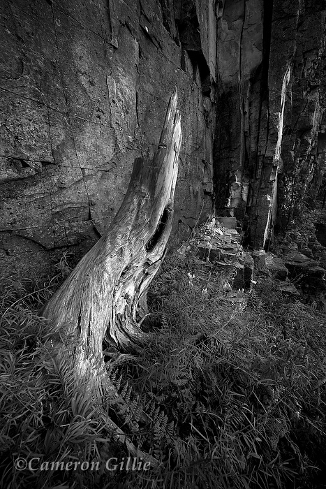 Stump and Rock