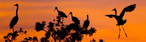 Everglades wading birds coming in to roost for the evening. Join Cameron Gillie for a Florida Everglades photography workshop.