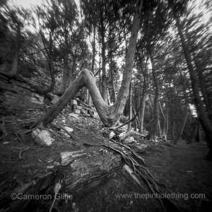 Door County Pinhole Photography, Door Bluff County Park.