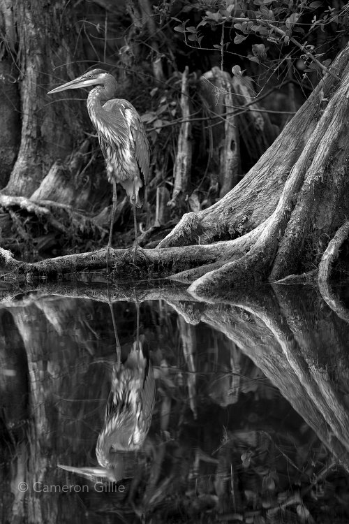 Nature photography by Cameron Gillie | Everglades and Much More