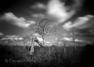 Pinhole photograph of the Z tree in Everglades National Park.