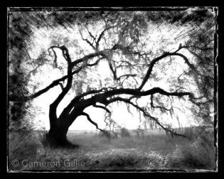 Pinhole photography of an old oak tree in Myakka State Park near Sarasota, Florida.
