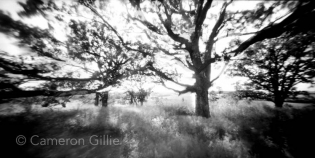 Pinhole photograph from Pheasant Branch Conservation Park in Middletown, Wisconsin