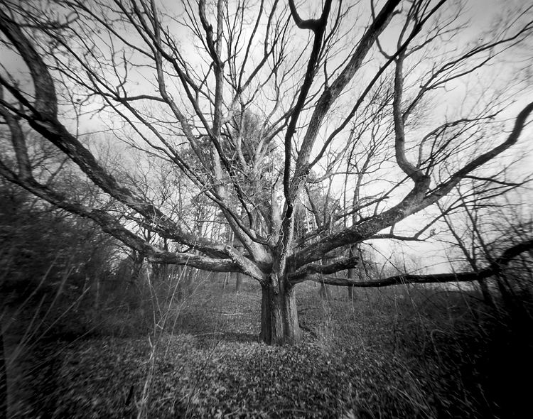 a pinhole photograph of An old oak tree on the old ice age trail